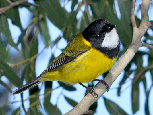 Golden Whistler