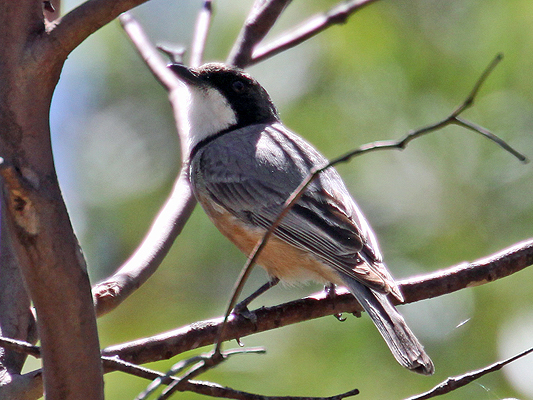 Rufous Whistler