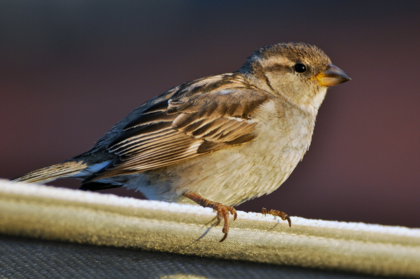 House Sparrow