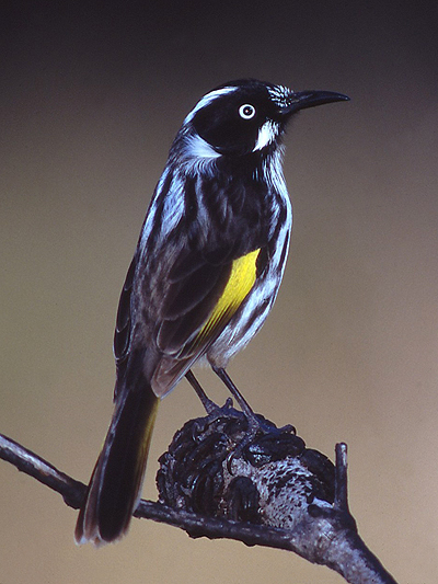 New Holland honeyeater