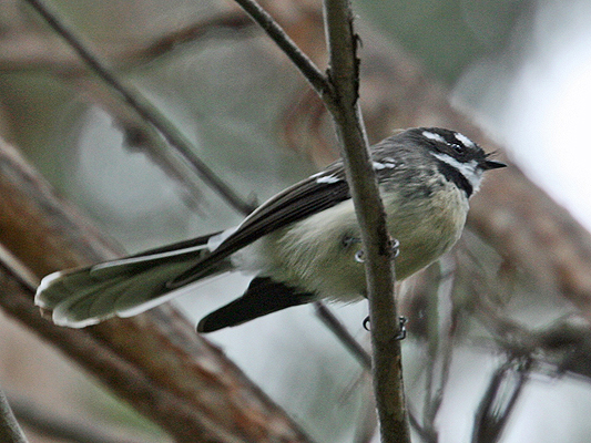 Grey fantail