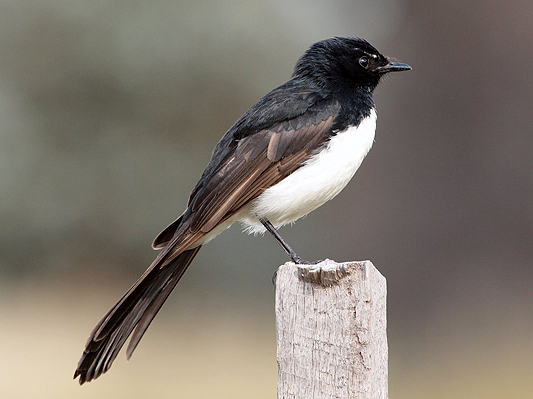 Willie Wagtail