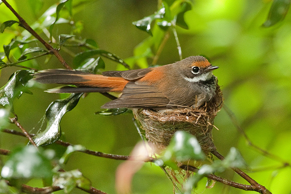 Rufous Fantail