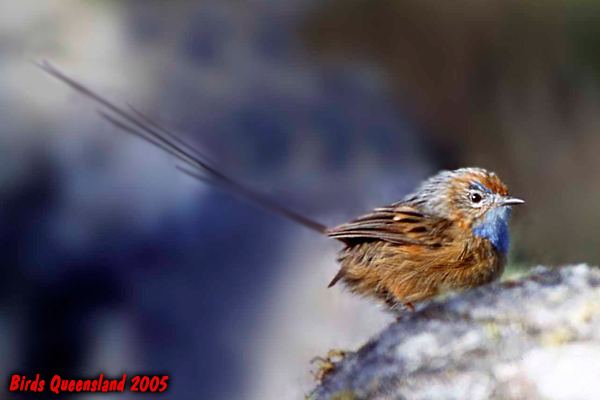 Southern Emu-wren