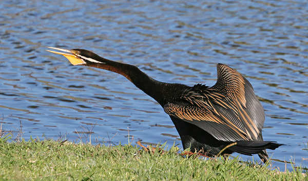 Australasian Darter