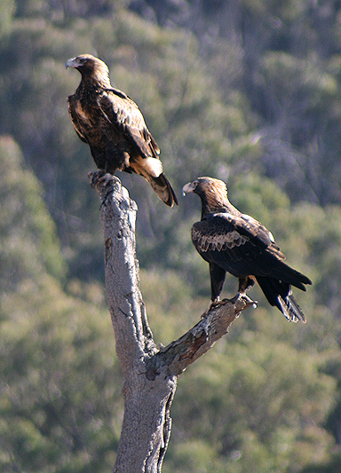 Wedge-tailed eagle; Aquila audax