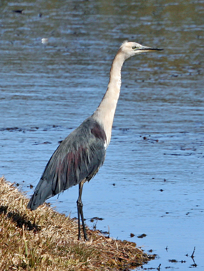 White-necked Heron