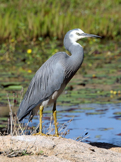 White-faced Heron