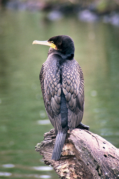 Great Cormorant