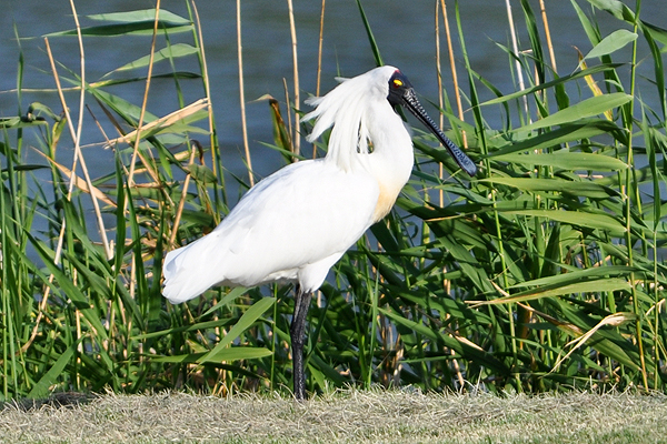 Royal Spoonbill