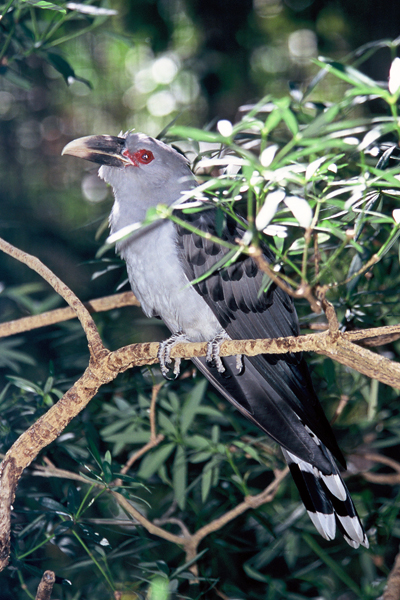 Channel-billed Cuckoo