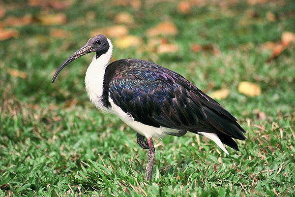 Straw-necked Ibis