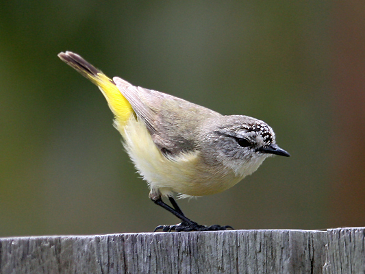 Yellow-rumped Thornbill