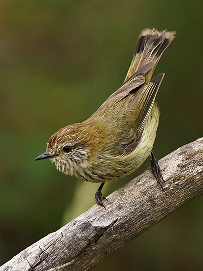 Striated Thornbill