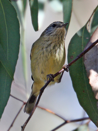 Striated Thornbill