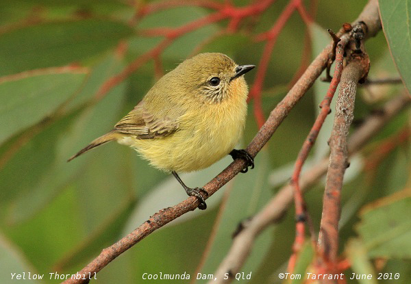 Yellow Thornbill