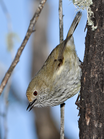 Brown Thornbill