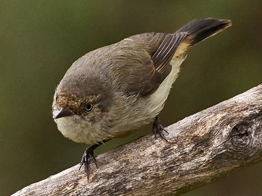 Buff-rumped Thornbill