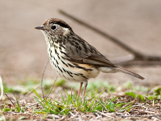 Speckled Warbler