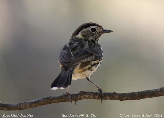 Speckled Warbler