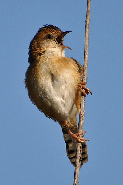 Golden-headed Cisticola