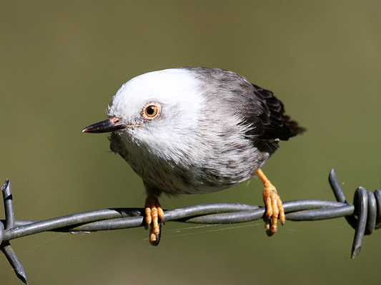 Varied Sittella