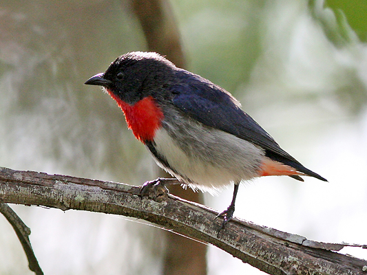 Mistletoe Bird