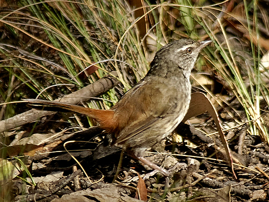 Chestnut-rumped Heathwren