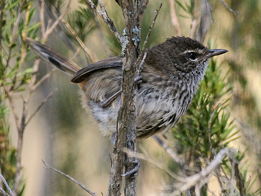 Chestnut-rumped Heathwren