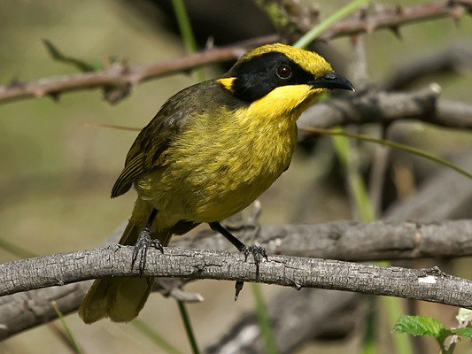 Yellow-tufted Honeyeater