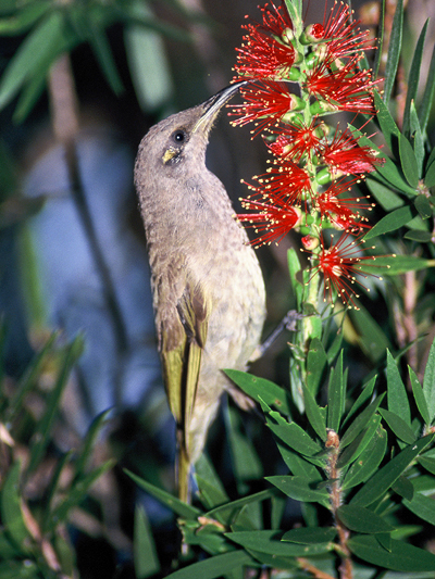 Brown Honeyeater