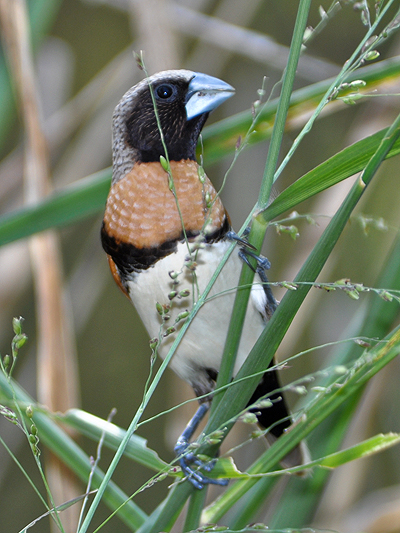 Chestnut-breasted Mannikin