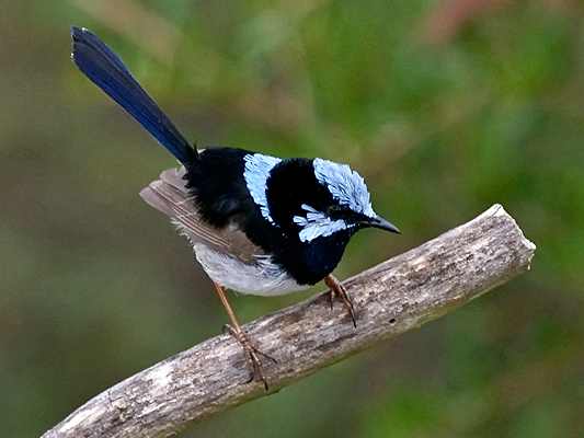 Superb Fairy-wren