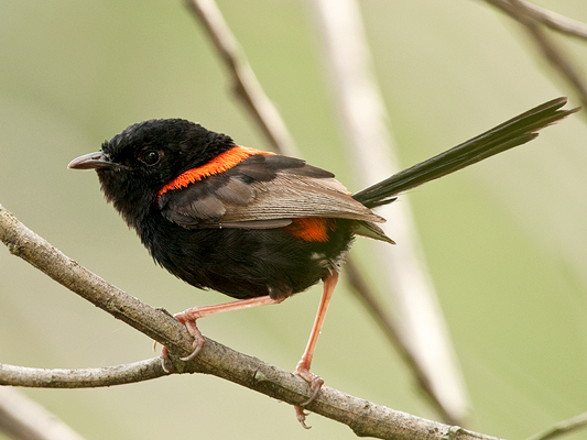 Red-backed Fairy-wren