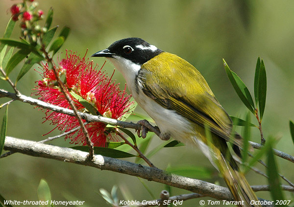 White-throated Honeyeater