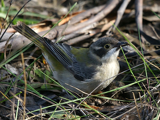 Brown-headed Honeyeater