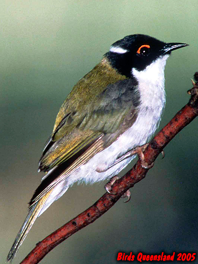 White-naped Honeyeater