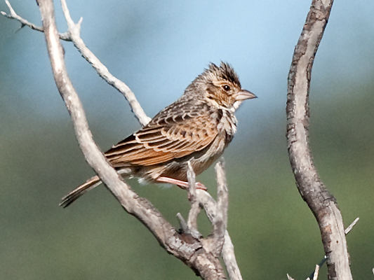 Horsfield's Bushlark