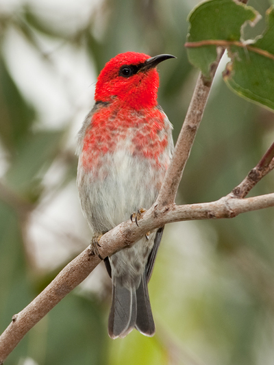 Scarlet Honeyeater