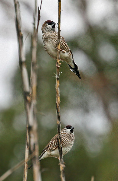 Plum-headed finch, Cherry finch