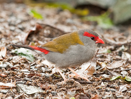 Red-browed Finch