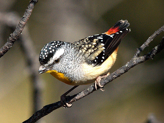 Spotted Pardalote