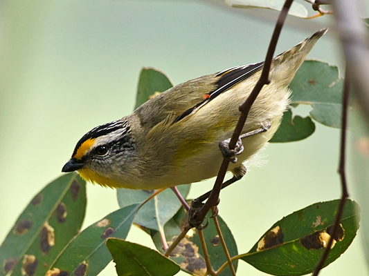 Striated Pardalote