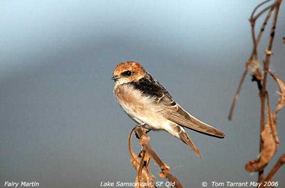 Fairy Martin