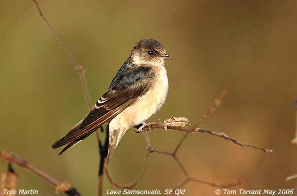 Tree Martin