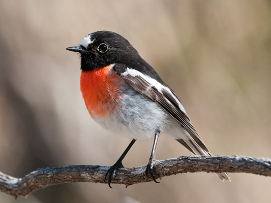 Scarlet Robin