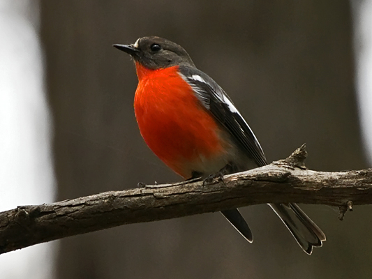 Flame Robin