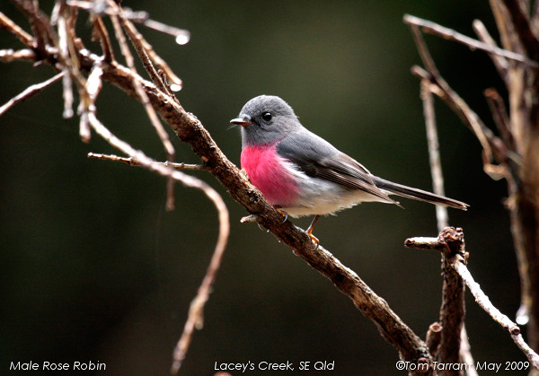 Rose Robin