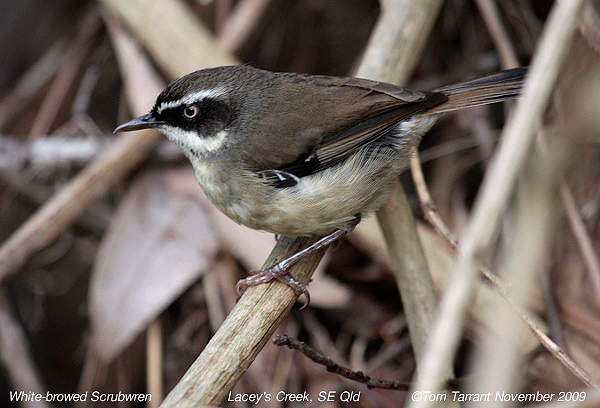 White-browed scrubwren