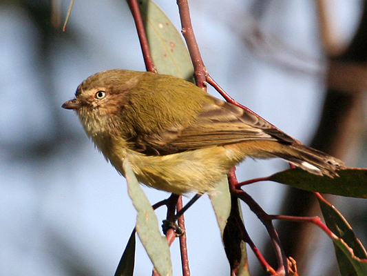 Weebill